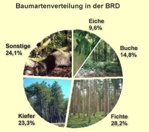 baumarten Zweite Goldmünze deutscher Wald   Buche